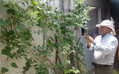 EL MUNICIPIO DE ALVARADO LE APUESTA A LA AGRICULTURA URBANA